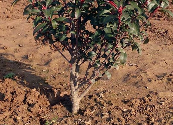 PianteZolla-1-800x750